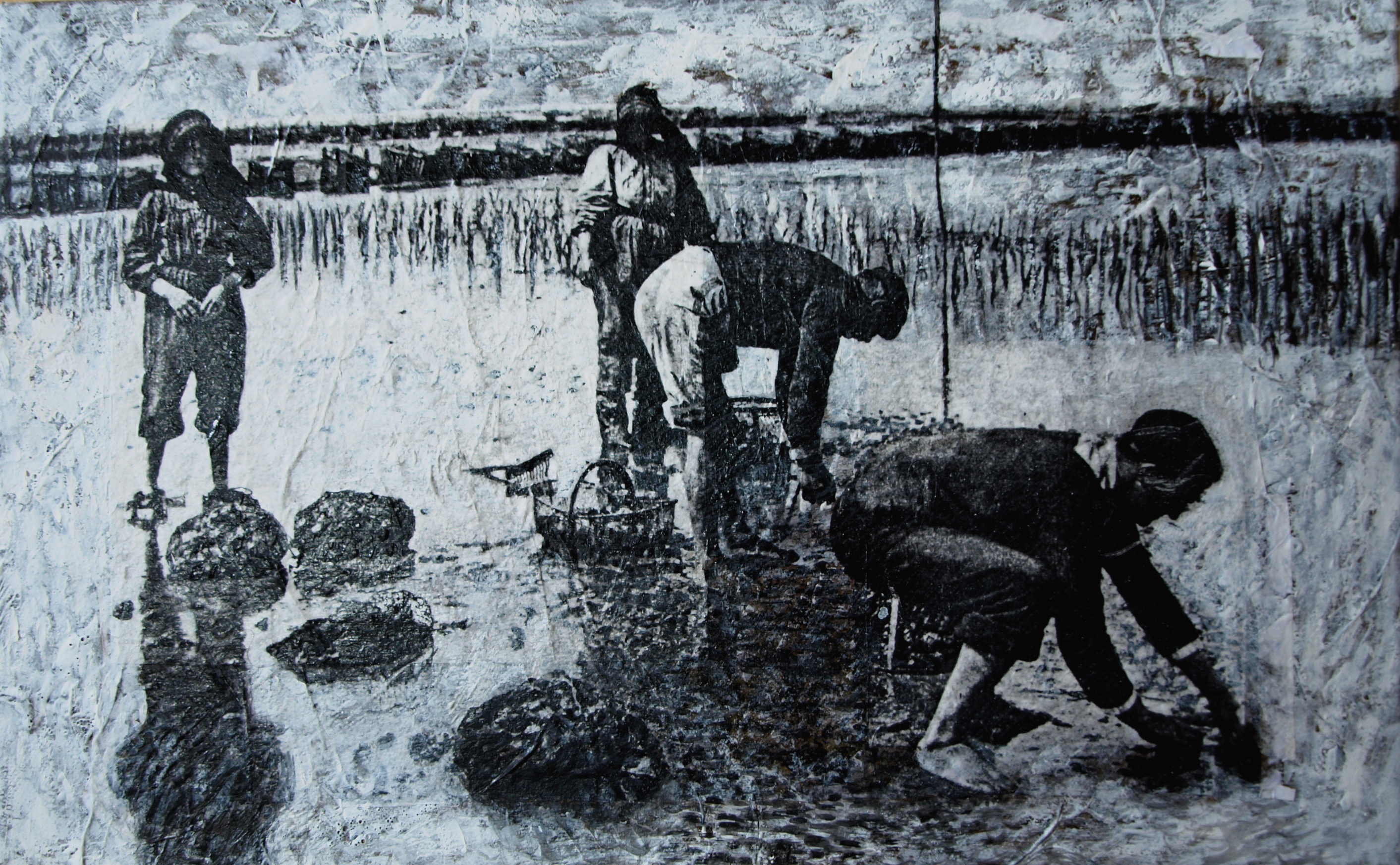 Ramassage des huîtres